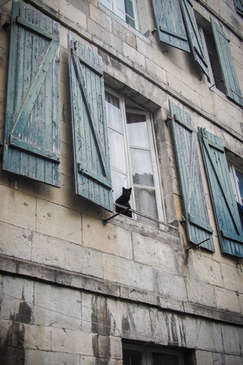chat noir a la fenêtre aux volets bleus a bayonne au pays basque